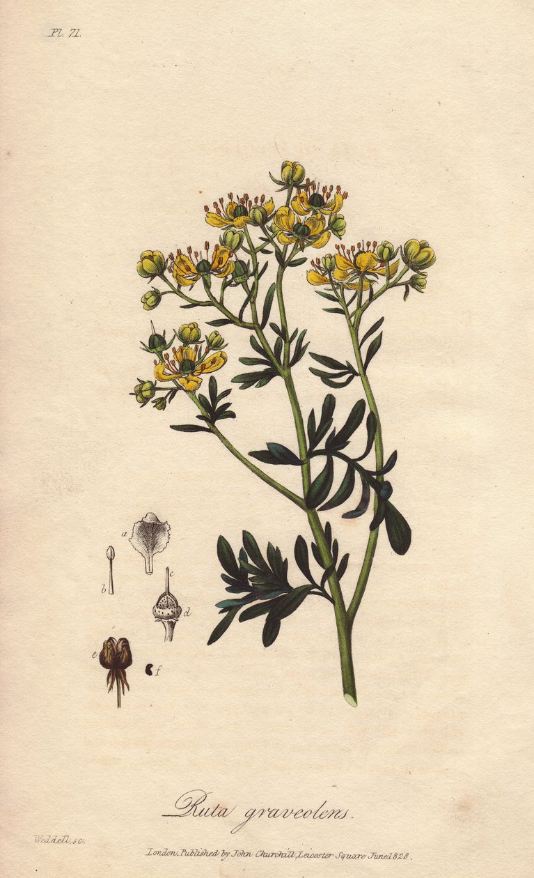 La rue des jardin ou rue fetide (Ruta graveolens) - William Clarken kirjoittama Water forte kuvittaa John Stephensonin ja James Morss Churchillin julkaisemaa "Botanique medicale, description des plantes medicinales de London, Edinburgh et Dublin", jonka ju tekijältä Unbekannter Künstler