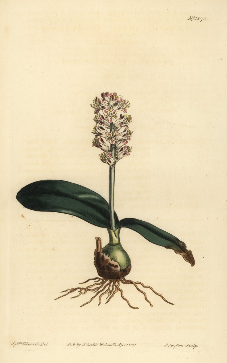 Lachenalia pallida (kiiltävälehtinen lachenalia, Lachenalia lucida) tekijältä Unbekannt