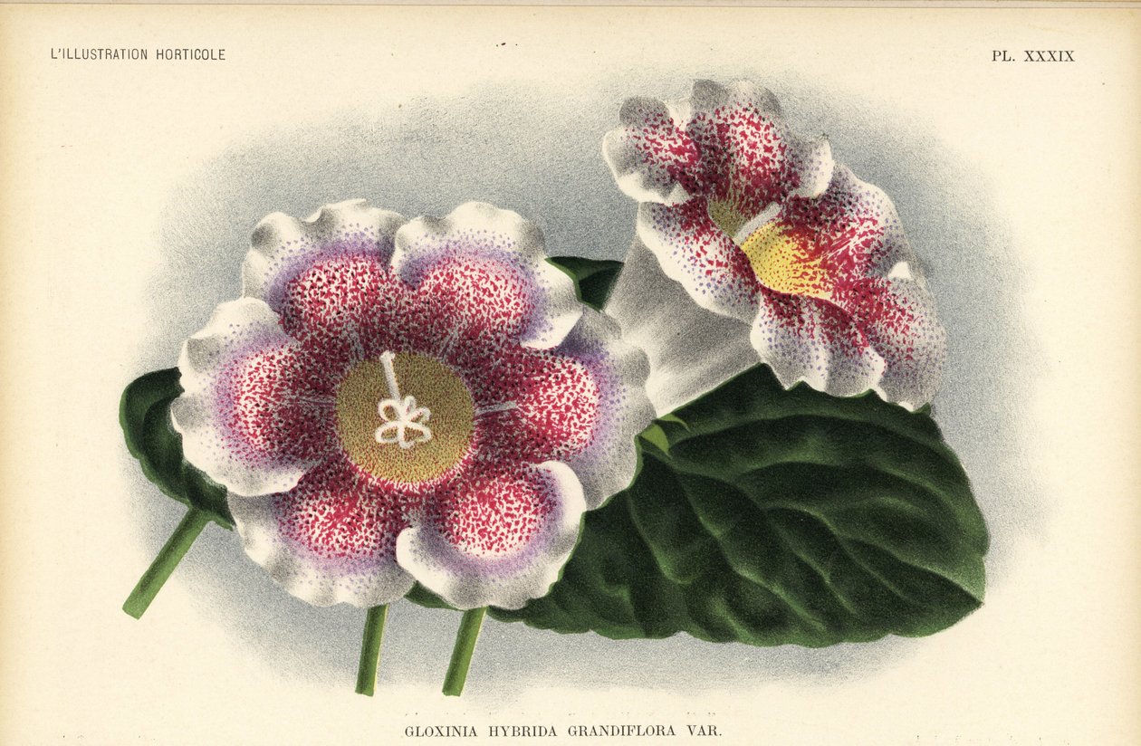 Ferd. kasvattama suurikukkainen gloxinia-hybridi. Kegeljan, Gloxinia hybrida grandiflora. Pieter de Pannemaekerin tekemä kromolitografia A. Goossensin kuvituksen mukaan Jean Lindenin teoksesta l