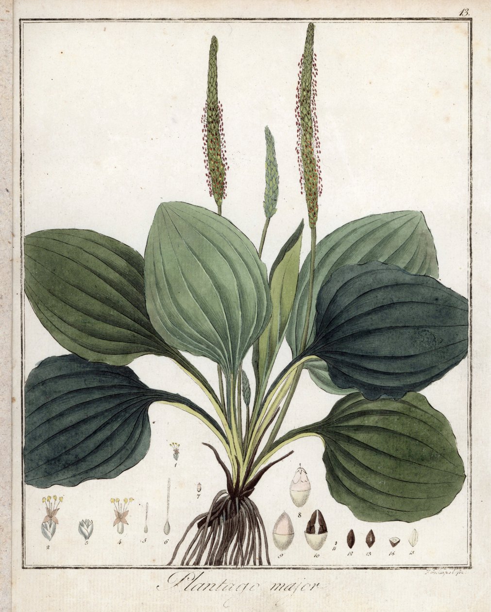 Suuri kasvipannu eli Plantain Major (tai lintujen kasvipannu) - F. Guimpelin litografia, otettu Friedrich Gottlob Haynesin (1763-1832) lääketieteellisestä kasvitieteellisestä julkaisusta, Berliini. tekijältä Unbekannter Künstler