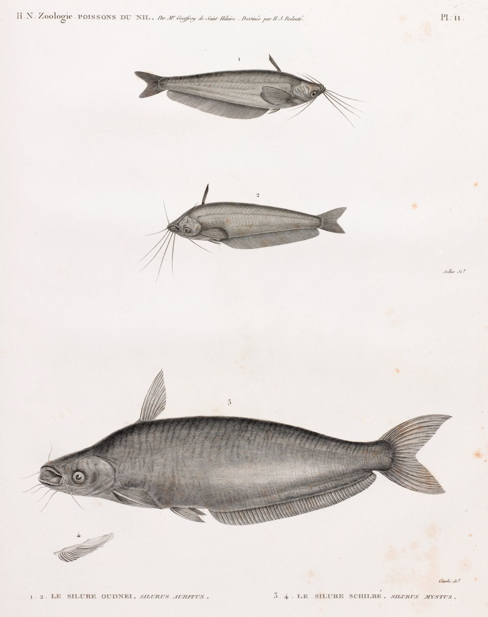 Oudney Catfish ja Schilbe Catfish tekijältä Unbekannt
