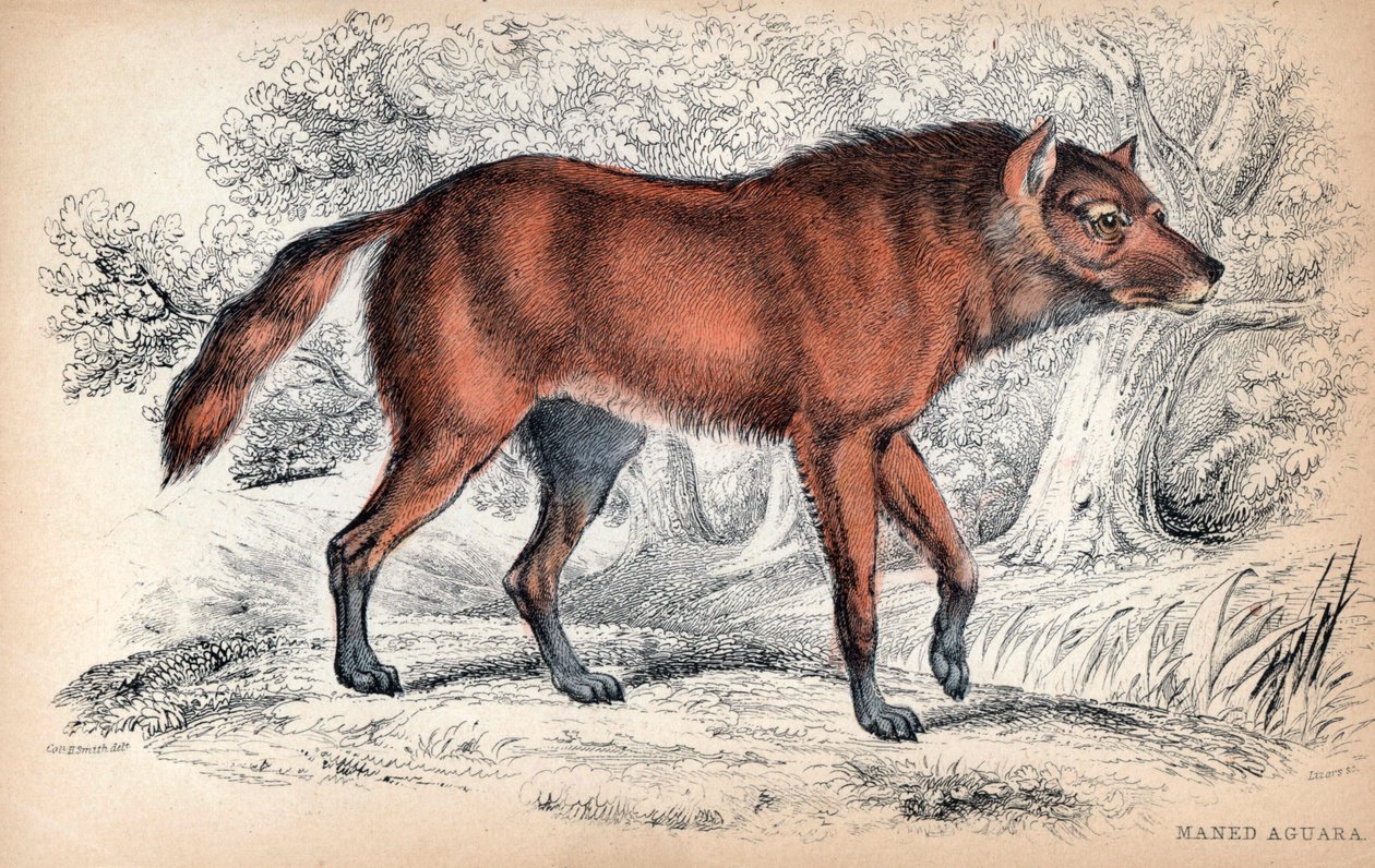 Le loup a criniere, Chrysocyon brachyurus - Eversti Charles Hamilton Smithin litografia Naturalist