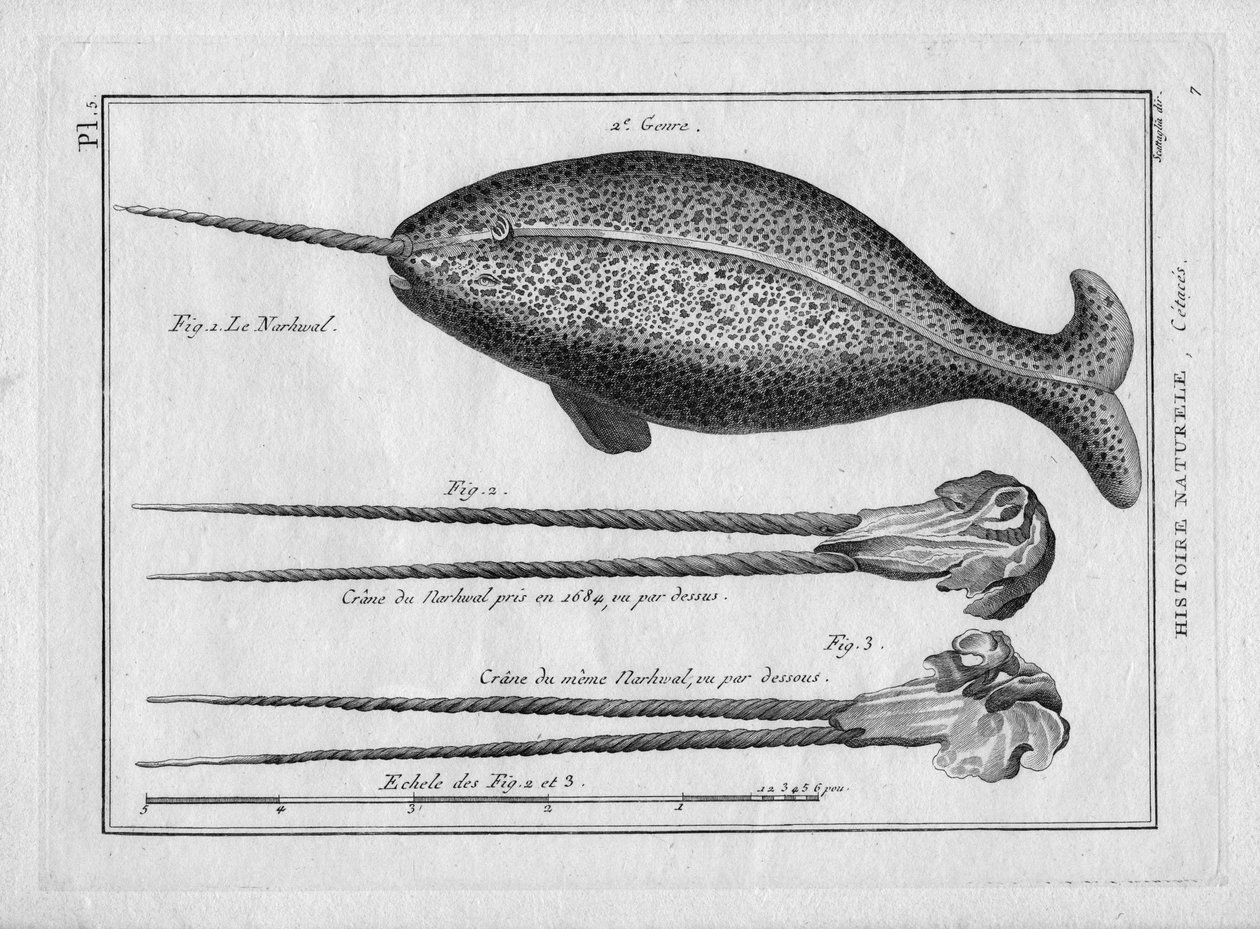Le narvalin Pierre Joseph Bonnaterren (1762-1804) "Encyclopedique et Methodique des trois Regnes de la Nature", Pariisi 1784. tekijältä Unbekannter Künstler