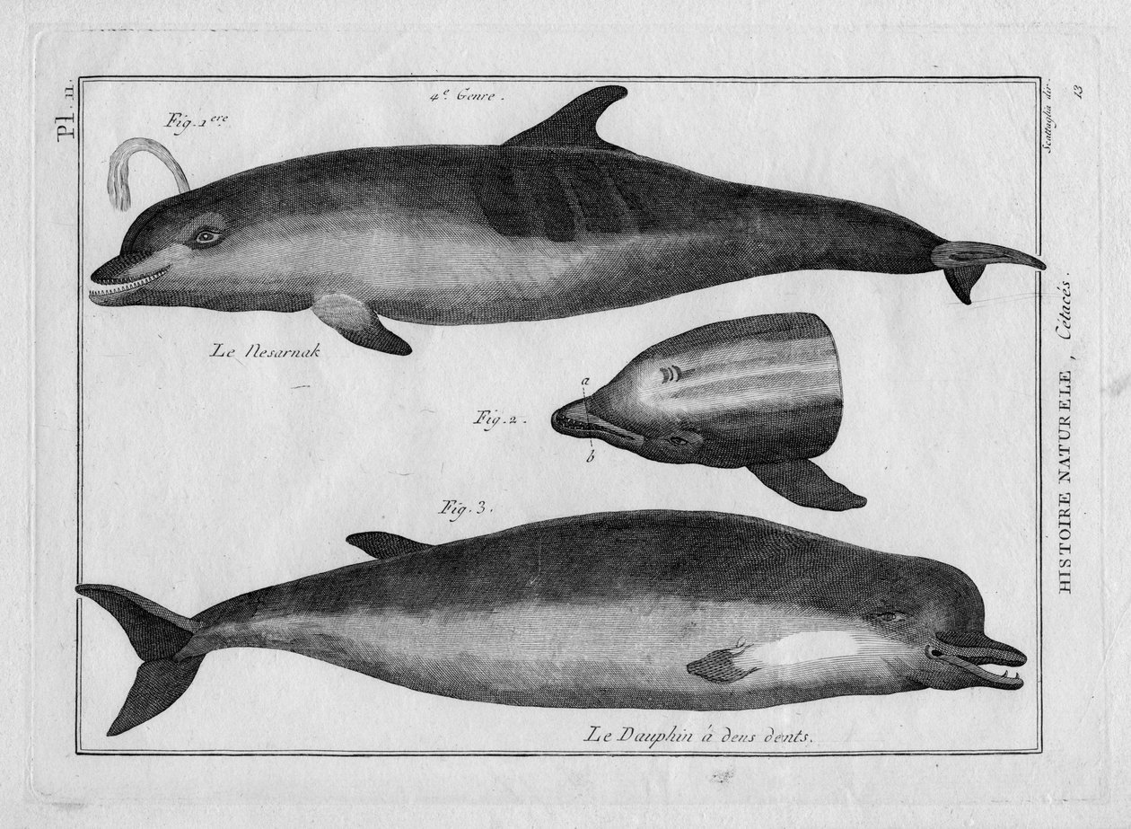Pyöriäinen ja delfiini Pierre Joseph Bonnaterren (1762-1804) teoksessa "Painting Encyclopedique et Methodique des trois Regnes de la Nature". Pariisi 1784 tekijältä Unbekannter Künstler