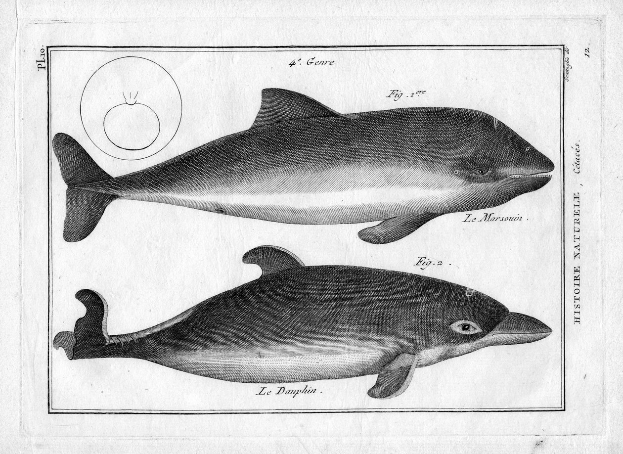 Pyöriäinen ja delfiini Pierre Joseph Bonnaterren (1762-1804) teoksessa "Painting Encyclopedique et Methodique des trois Regnes de la Nature". Pariisi 1784. tekijältä Unbekannter Künstler