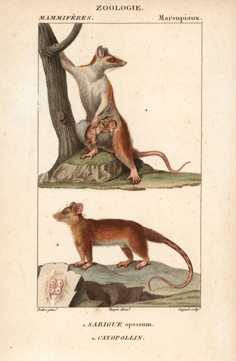 Le sarigue ou opossum et le cayopollin - Eau forte, Jean Gabriel Pretre (1780-1845), kaiverrettu Carnonkelin toimesta, Frederic Cuvierin luonnontieteiden sanakirjaan: nisäkkäät, toimittanut Pierre Jean Francois Turpin (1775-1840), julkaissut F.G.Levrault, tekijältä Unbekannter Künstler