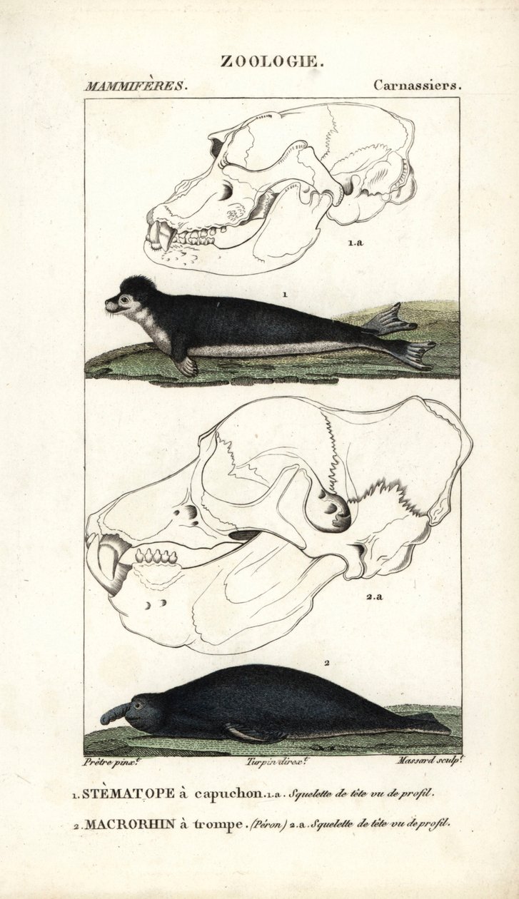 Le stematope à capuchon et le macrorhin a trompe ou elephant de mer - Eau forte Jean Gabriel Pretre (1780-1845), kaiverrettu Carnonkelin toimesta, Frederic Cuvierin luonnontieteiden sanakirjaan: nisäkkäät, toimittanut Pierre Jean Francois Turpin (1775-1840 tekijältä Unbekannter Künstler