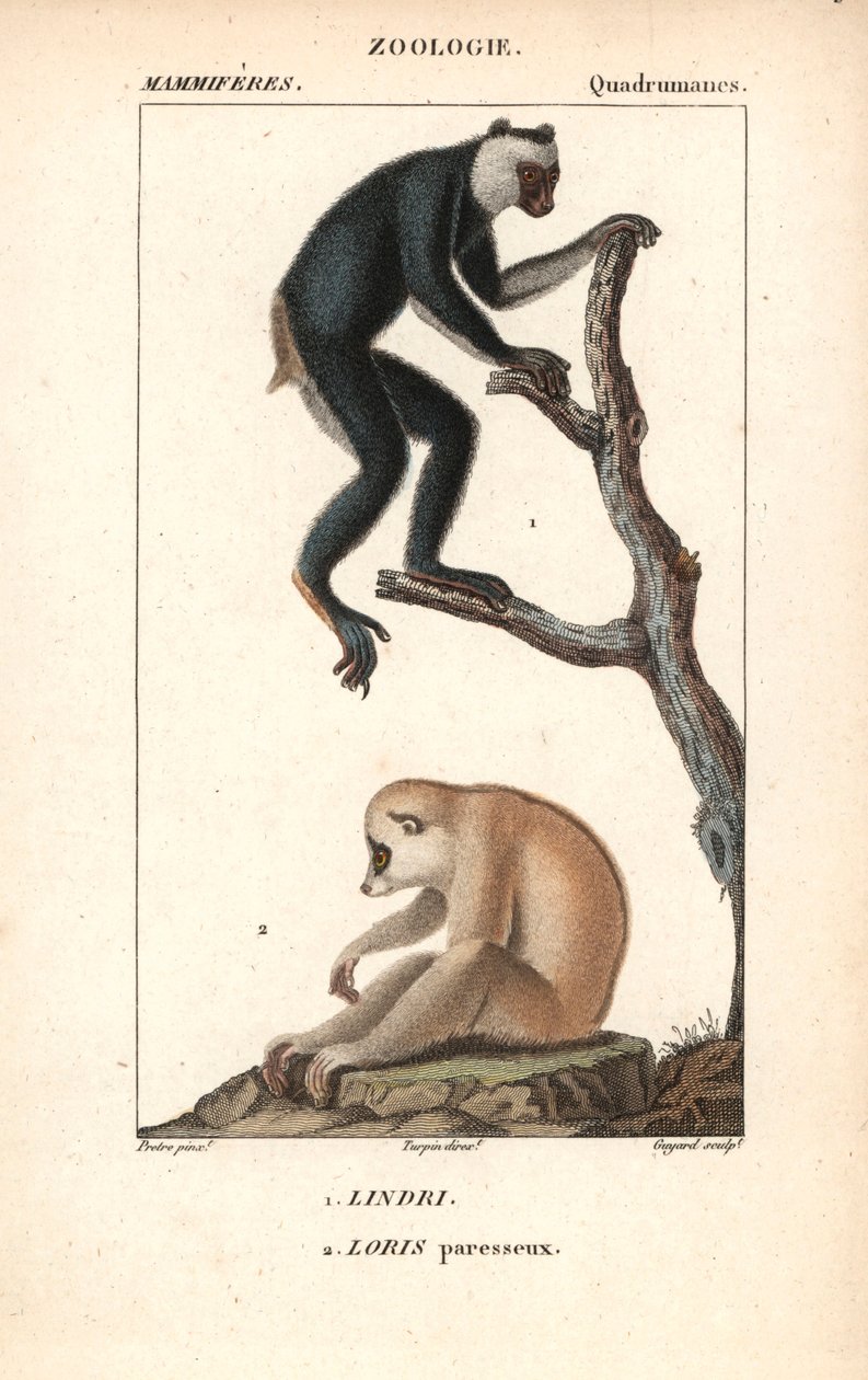 Lemurien indri indri et loris lazy - Litografia, Jean Gabriel Pretren (1780-1885) kuvitus, toimittanut Pierre Jean Francois Turpin (1775-1840), otettu Frederic Cuvierin "Luonnontieteiden sanakirjasta", Pariisi, Ranska. tekijältä Unbekannter Künstler