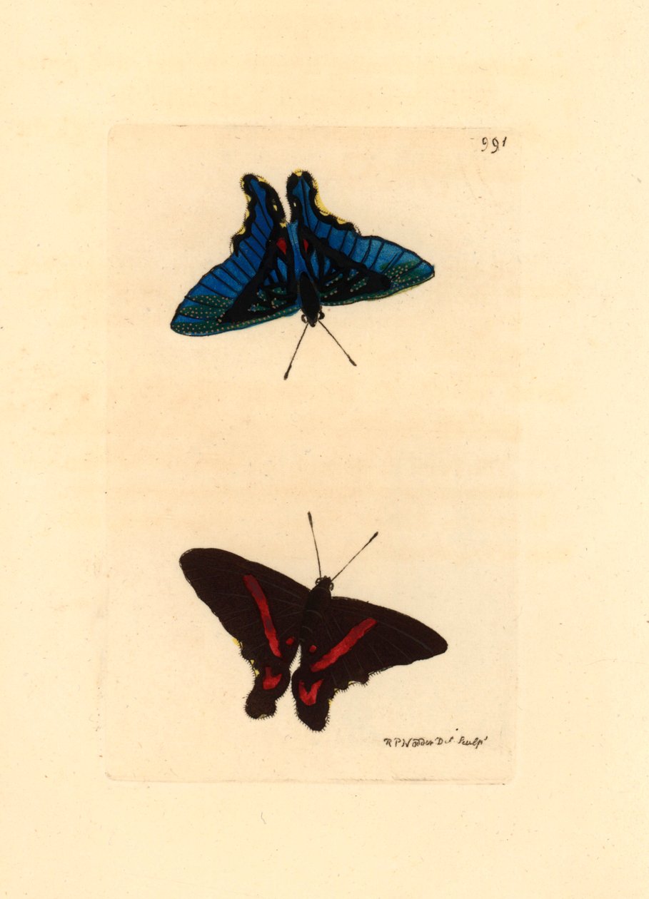 Lepidoptere, siivistä katsottuna, yläosassa on punaisia viivoja ja urosten kääntöpuoli on sinistä, Ancyluris meliboeus - Richard Polydore Nodderin (1774-1823) litografia, julkaistu The Naturalist Miscellany -lehdessä. tekijältä Unbekannter Künstler