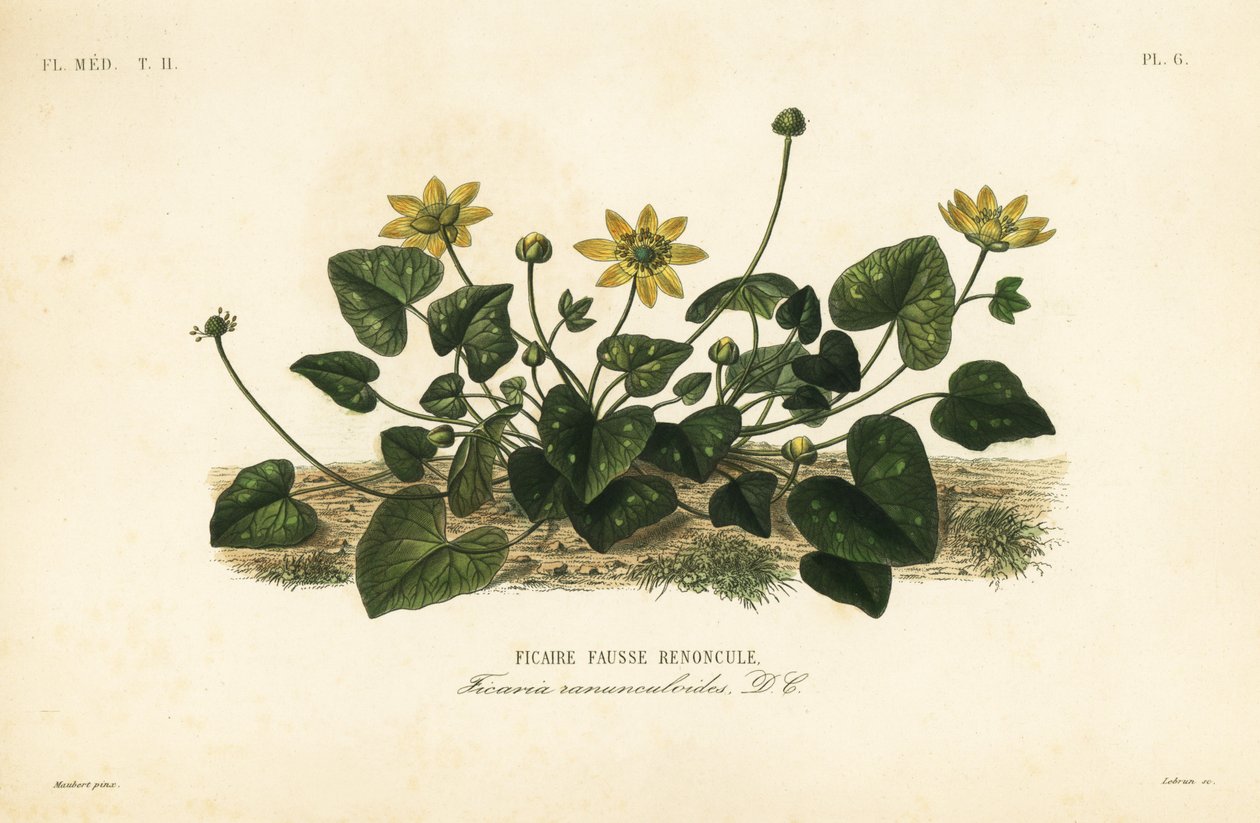 Selandiini tai pilewort, Ficaire verna, Ficaria ranunculoides, Ficaire fauss renoncule tekijältä Unbekannt