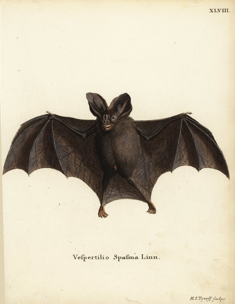 Pieni väärä vampyyrilepakko, Megaderma spasma. Vespertilio spasma Linn. Hermann Jakob Tyroffin käsin värjätty kuparipiirros Johann Christian Daniel Schreberin teoksesta Animal Illustrations after Nature eli Schreber