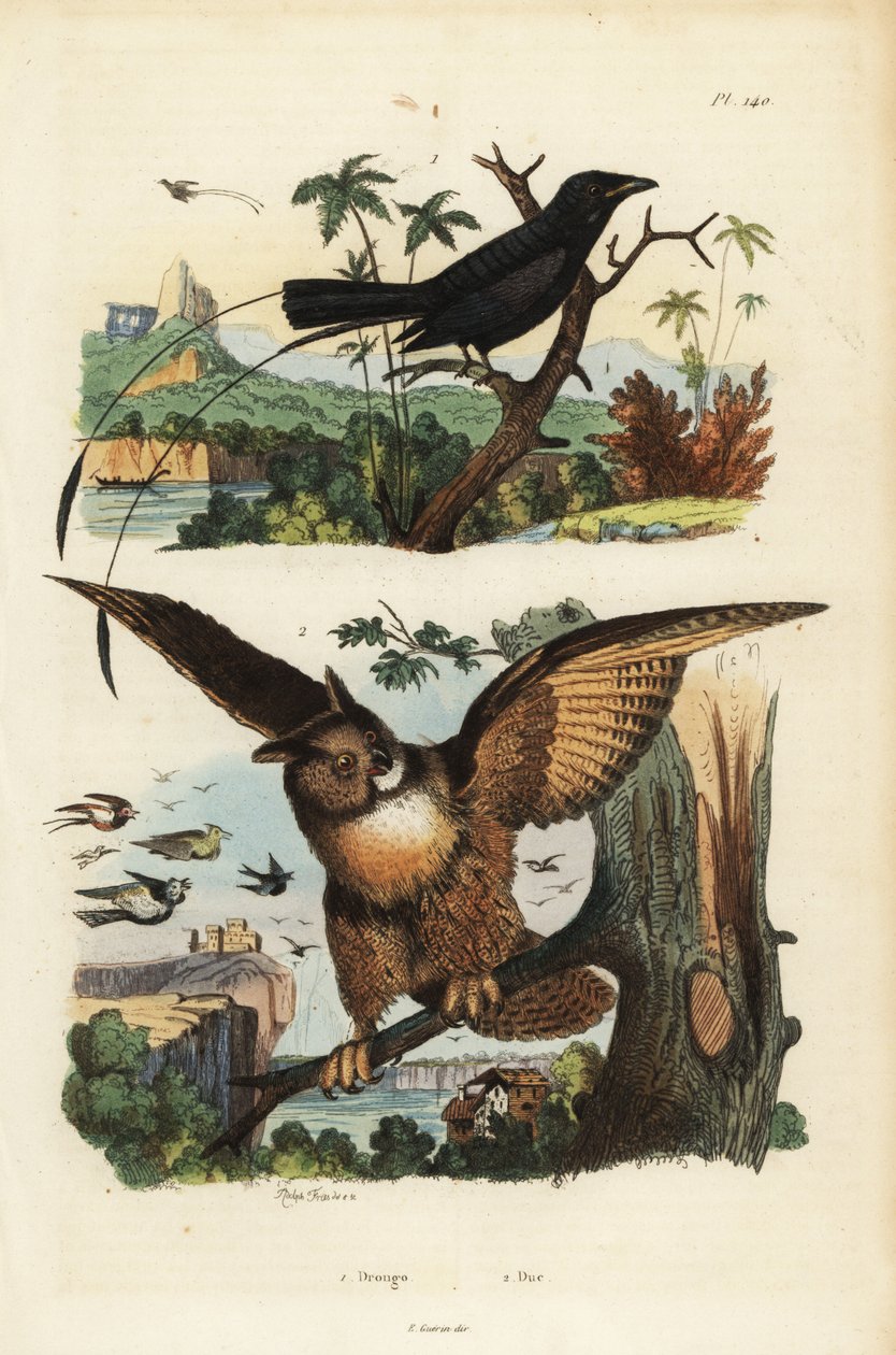 Pieni mailahäntädrongo, Dicrurus remifer ja pöllö, Bubo bubo tekijältä Unbekannt