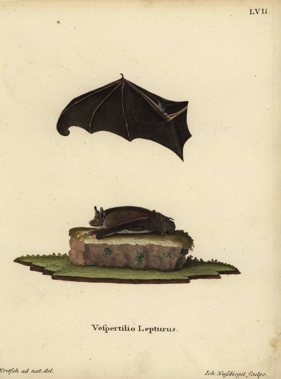 Pikkulepakko, Saccopteryx leptura. Vespertilio lepturus. Johann Nussbiegelin käsin värjätty kuparipiirros J.D. Kretschin luonnosta tekemän kuvituksen mukaan Johann Christian Daniel Schreberin teoksesta Animal Illustrations after Nature eli Schreb tekijältä Unbekannter Künstler