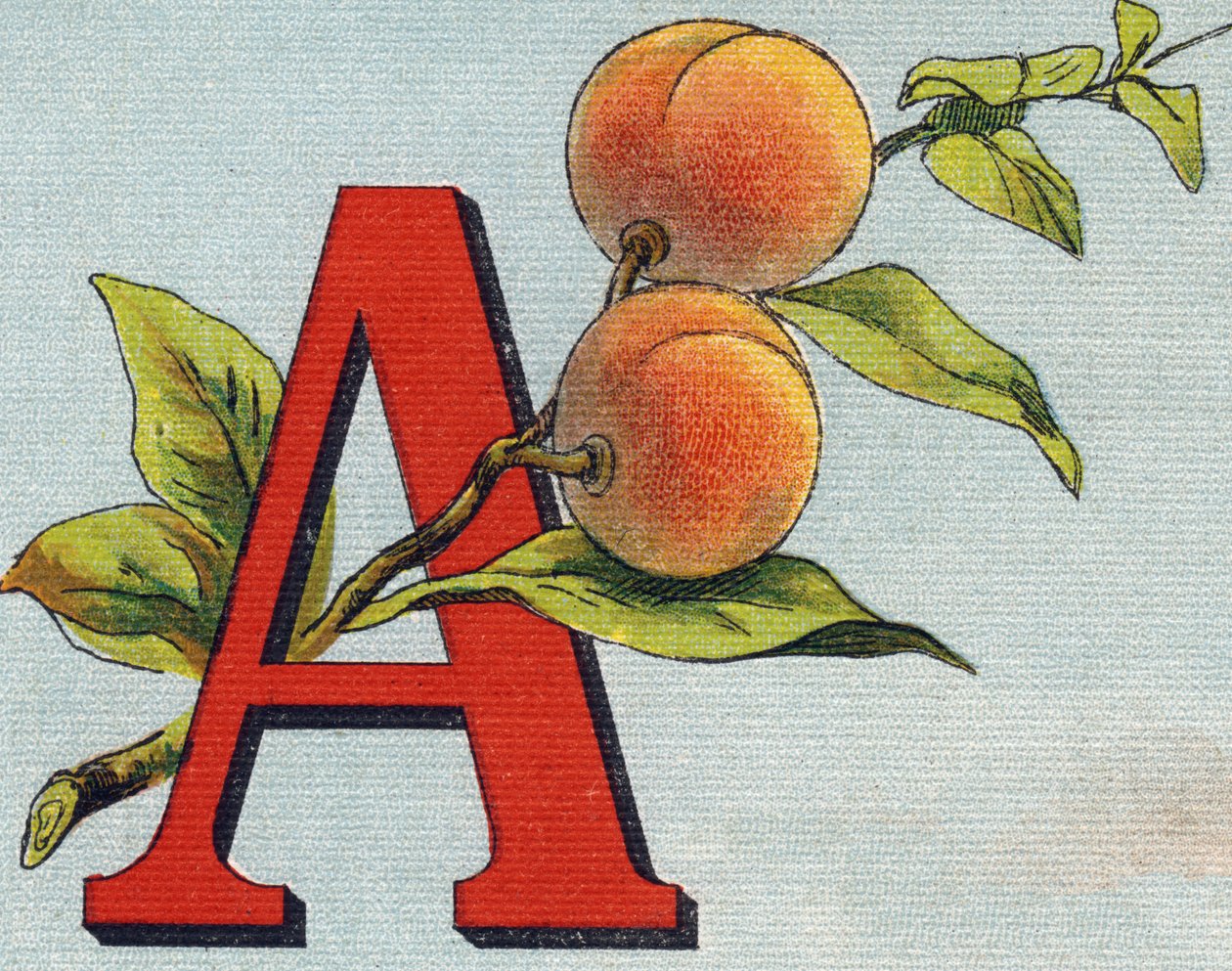 Kirjain A: aprikoosi. Kaiverrus "Alphabet de ma petite fille". Bernardin-Bechet ja Fils, kirjakauppias-kustantajat, Pariisi, noin 1895. Rikkoutumaton albumi kankaalle. Bibliotheque des Bebes. 12 sivua. Albumi, joka sisältää lukumenetelmän ja havainnollisen tekijältä Unbekannt