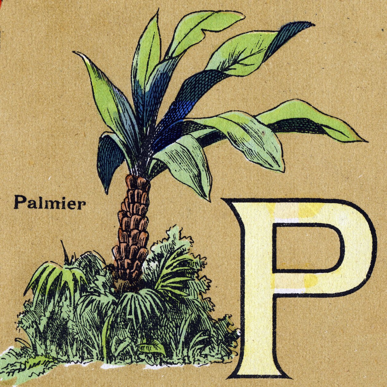 P-kirjain kuin palmu. Kuvitettu aakkoset. Kuvat yhdistyivät Jarville-Nancyssa 1900-luvun alussa. Mitat: 40 x 29 cm. Litografia bistre-taustalla tekijältä Unbekannt