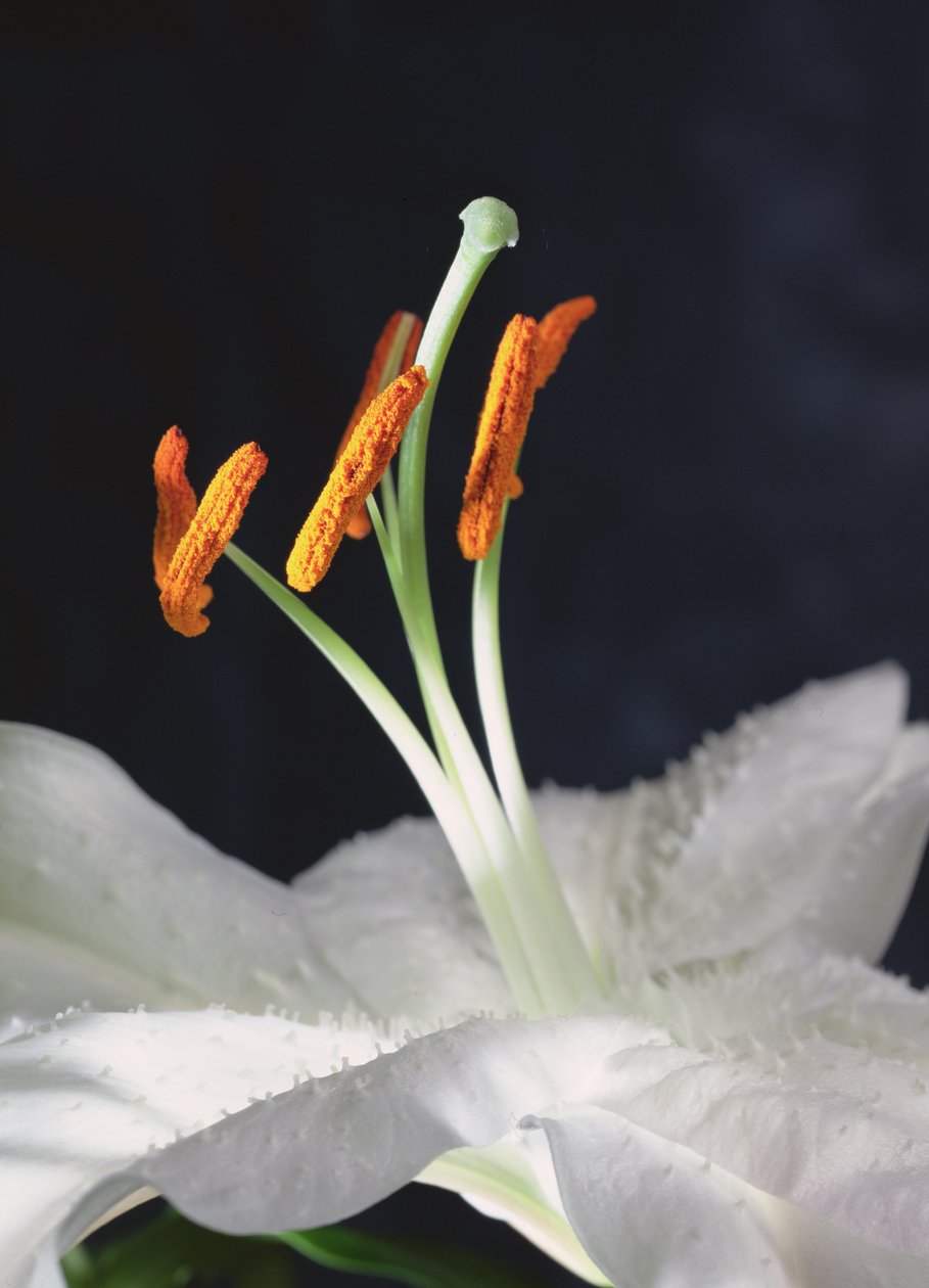 Lily Stamens, 2001 (kuva) tekijältä Unbekannter Künstler