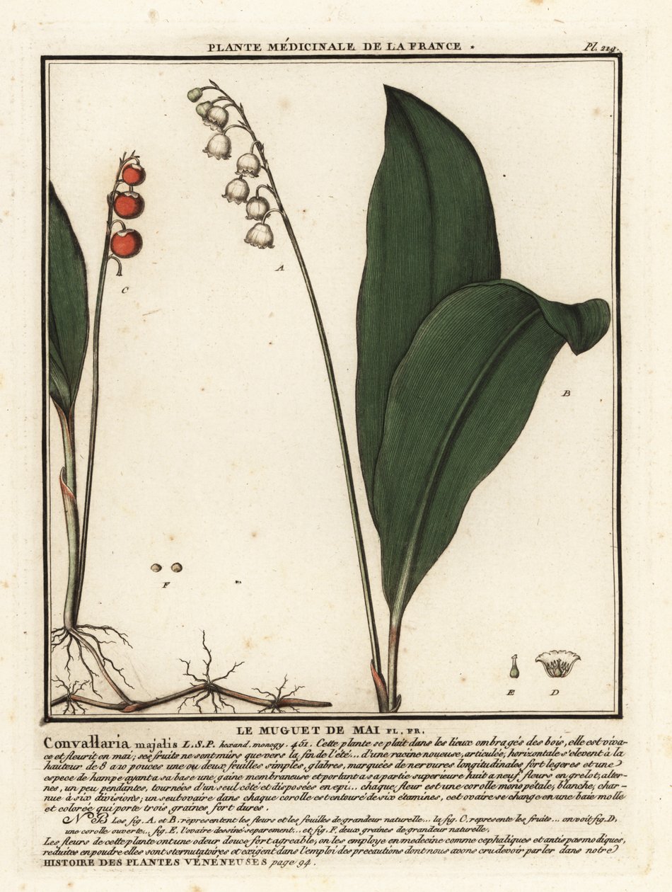 Kielo, Convallaria Majalis. tekijältä Unbekannter Künstler