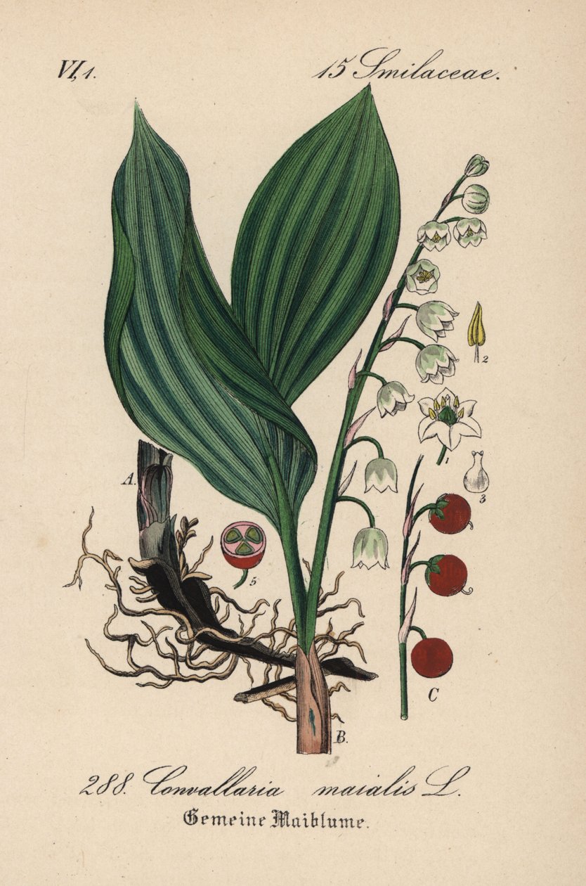 Laaksolilja, Convallaria majalis. Käsin väritetty litografia Diederich von Schlechtendalin teoksesta "Saksan kasvisto" (Flora von Deutschland), Jena. tekijältä Unbekannter Künstler