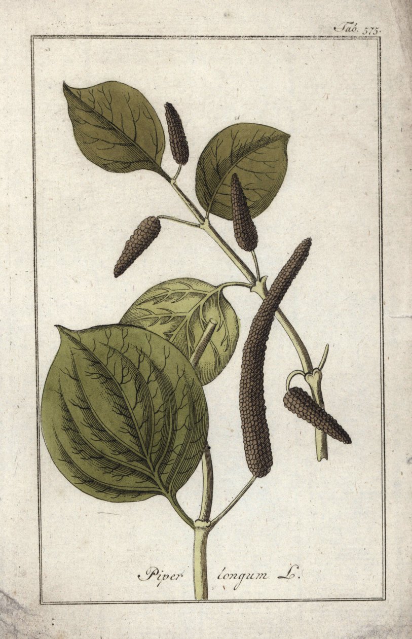 Pitkä pippuri (Piper longum). Litografia Johannes Zornin (1739-1799) teoksesta "Afbeelding der Artseny-Gewassen", Alankomaat. tekijältä Unbekannter Künstler