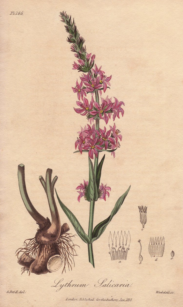 Loosestrife (Lythrum salicaria) - William Clarken vahva vesi kuvittaa John Stephensonin ja James Morss Churchillin julkaisemaa "Medical Botanical, Description of the Medicinal Plants of London, Edinburgh and Dublin", jonka John Churchill julkaisi Lontoossa tekijältä Unbekannter Künstler