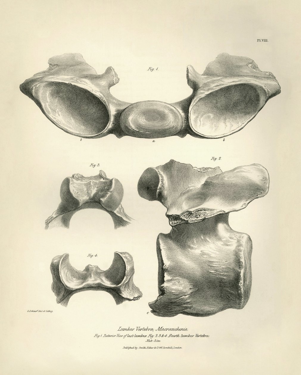 Macrauchenian, esihistoriallisen eläimen, lannenikama, jonka Charles Darwin löysi tutkimusmatkallaan Beaglella. Kapteeni Fitzroyn komennossa vuosina 1832-1836 olleen H.M.S. Beaglen matkan eläintiede, muokattu ja valvottu. tekijältä Unbekannter Künstler