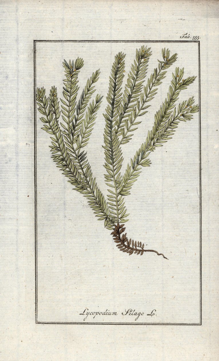 Lycopodium clavatum (Lycopodium clavatum). Litografia Johannes Zornin (1739-1799) teoksesta "Afbeelding der Artseny-Gewassen", Alankomaat. tekijältä Unbekannter Künstler