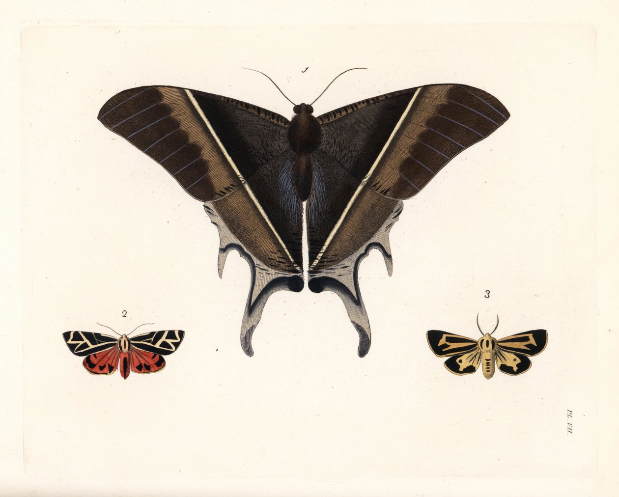 Macleanin nieluhäntäperhonen, Lyssa macleayi 1, sinooperiperhonen, Callimorpha phyllira 2, ja Nais-tiikeriperhonen, Apantesis nais 3. Käsinväritetty litografia John O. Westwoodin uudesta painoksesta Dru Druryn teoksesta "Illustrations of Exotic Entomology" tekijältä Unbekannter Künstler