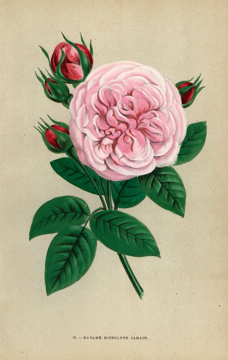 Madame Hippolyte Jamain -ruusu, Rouenin Monsieur Garconin vuonna 1871 kasvattama hybridi, joka on omistettu kirjoittajan vaimolle. F. Grobon on piirtänyt ja litografoinut kromolitografian Hippolyte Jamainin ja Eugene Forneyn teoksesta "Les Roses", Pariisi, tekijältä Unbekannter Künstler
