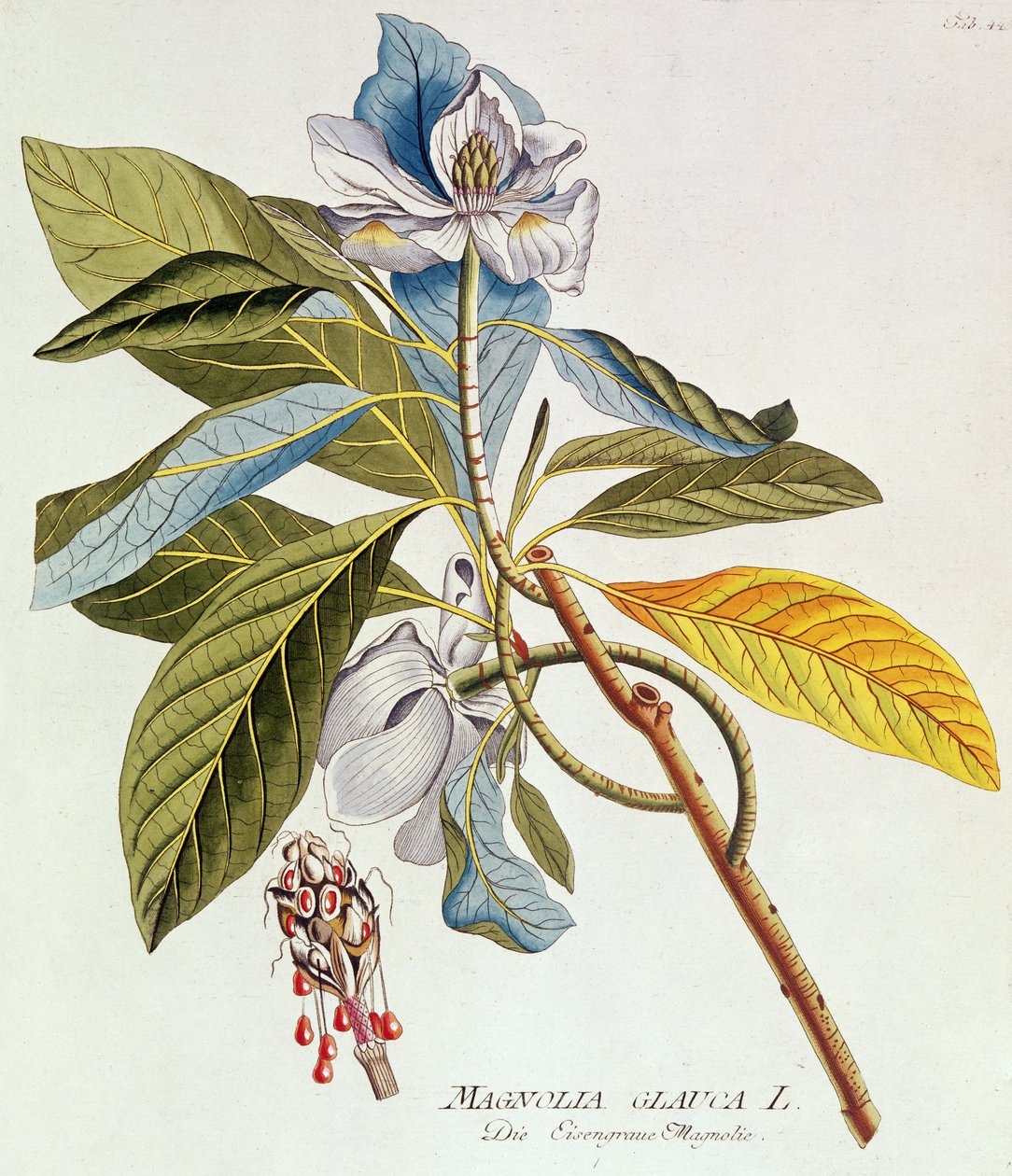 Magnolia Glauca, teoksesta "Icones Plantarium Medicinalium Secundim Sustema Lunani Digestarum", kirjoittanut Joseph Jakob Plenk, Wien, 1788-1812 tekijältä Unbekannt