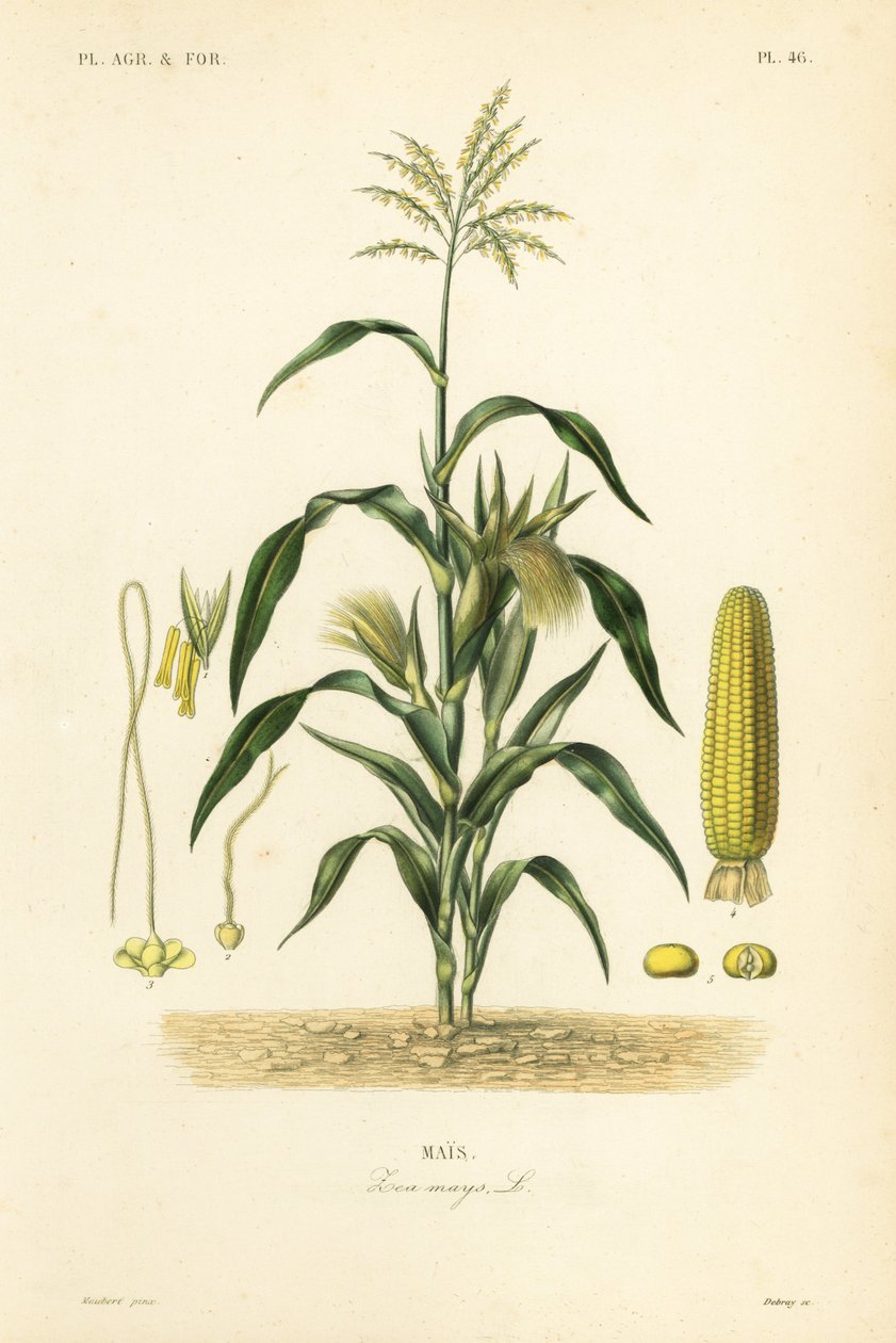 Maissi tai maissi, Zea mays, Mais tekijältä Unbekannt