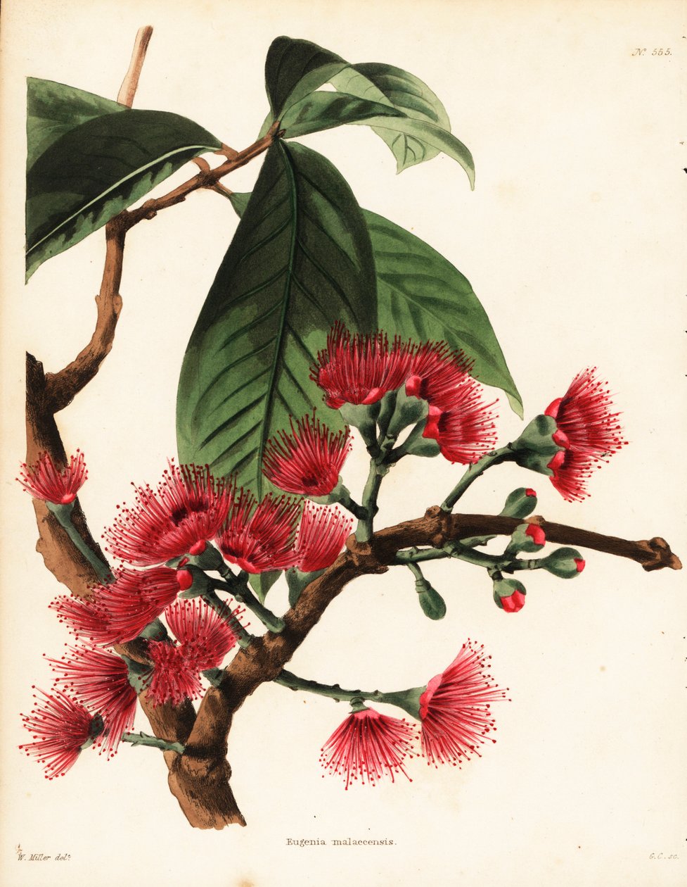 Malaijin ruusuomena, Syzygium malaccense (Eugenia malaccensis). George Cooken käsin tekemä kuparikaiverrus William Millerin kuvituksen mukaan, Conrad Loddigesin kasvitieteellisestä kabinetista, Hackney, Lontoo. tekijältä Unbekannter Künstler