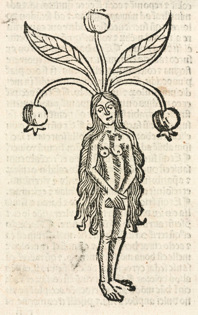 Mandrake (naarasmuoto) tekijältä Unbekannt