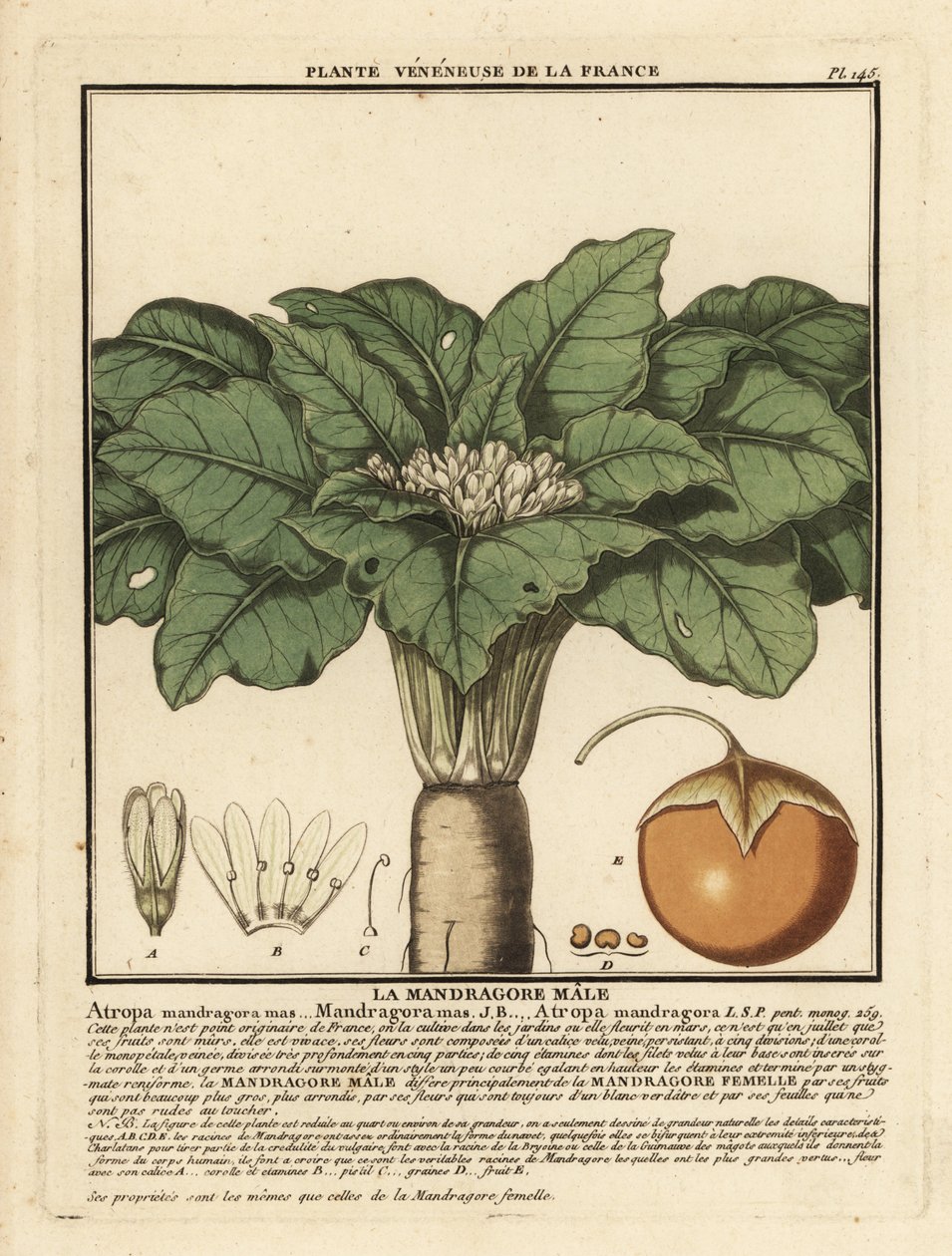 Mandrake, sala d