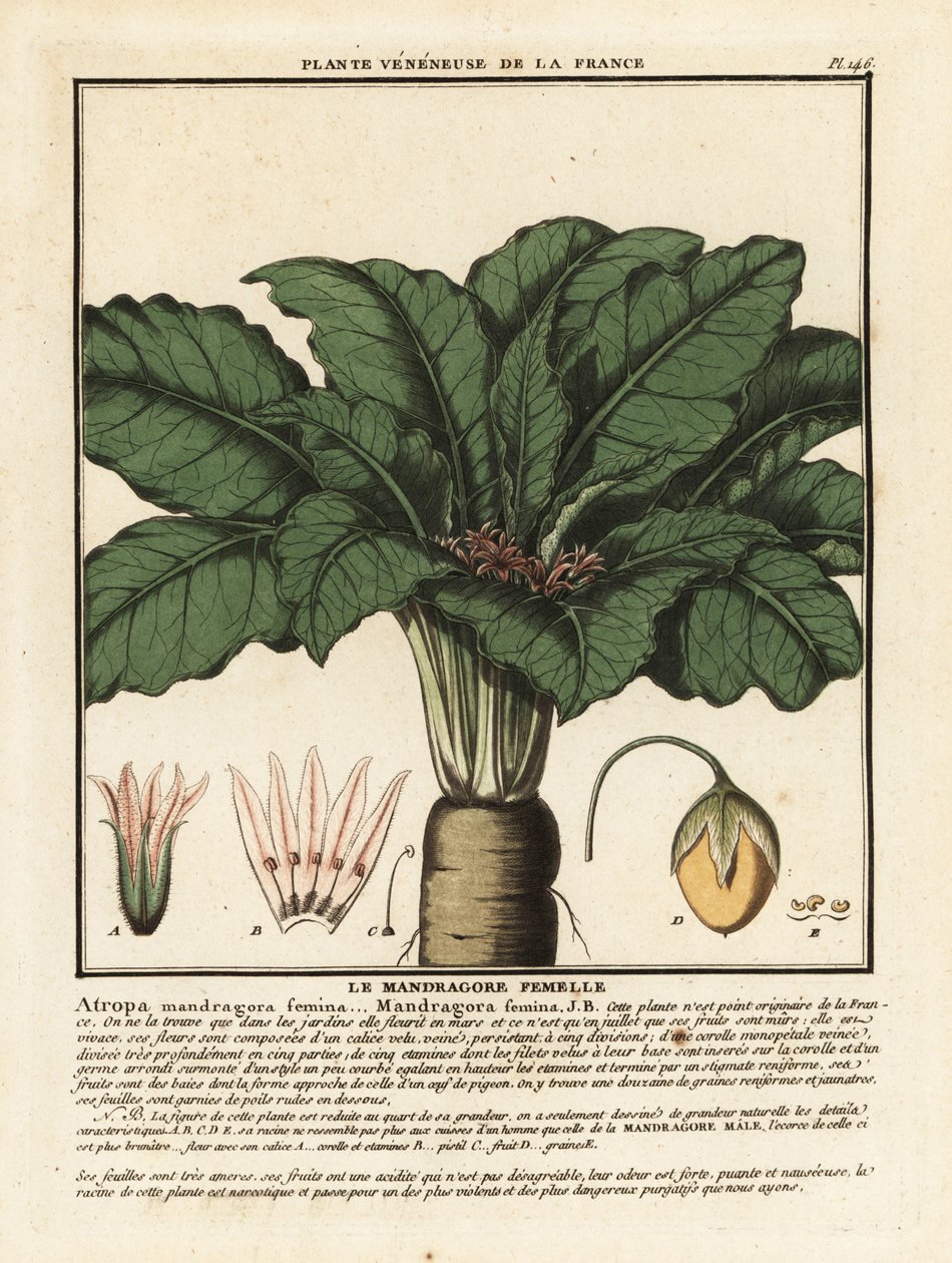 Mandrake, Mandragora officinalis. tekijältä Unbekannter Künstler
