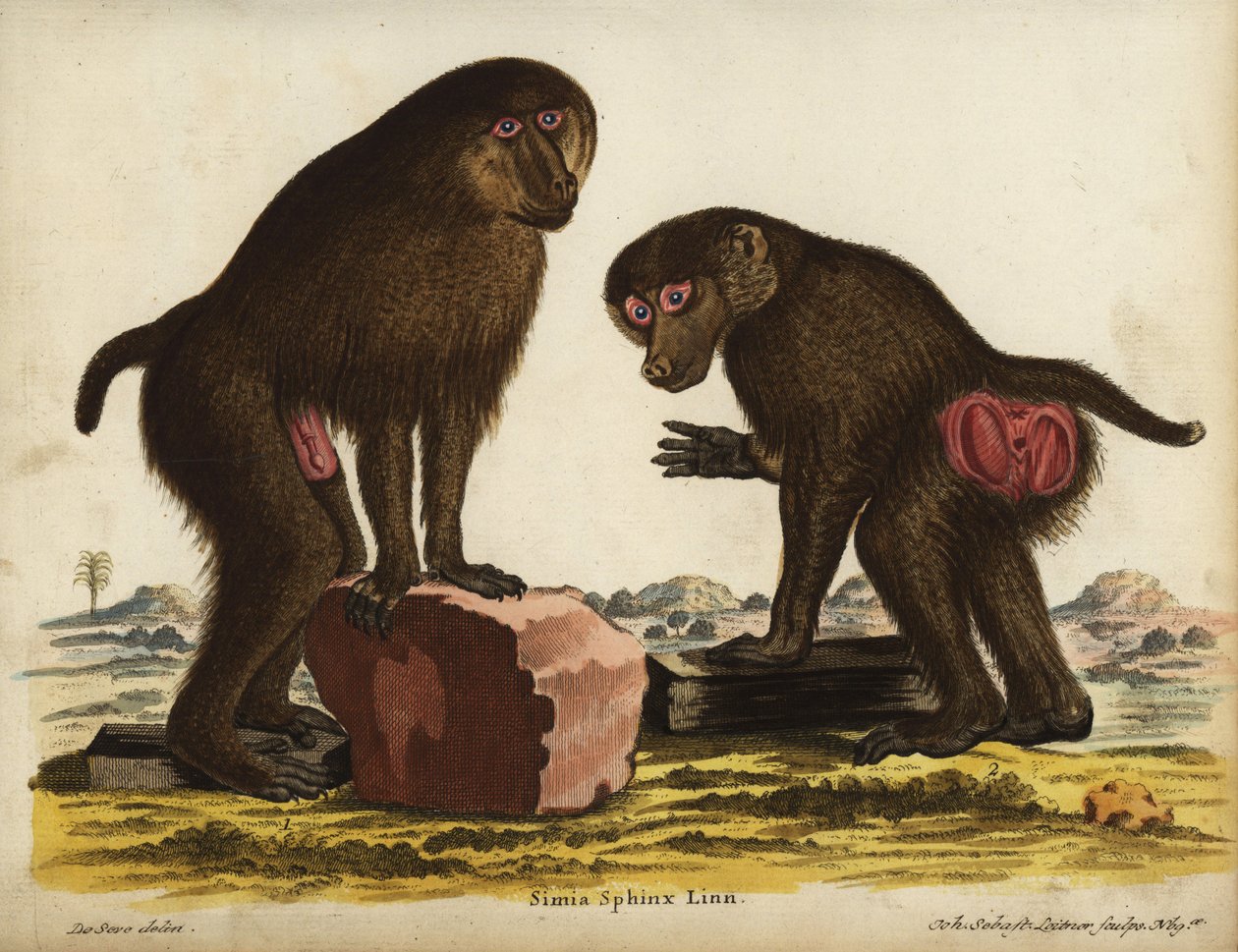 Mandrill jopa Mandrillus sphinx. Haavoittuva. Simia sphynx Linn. Johann Sebastian Leitnerin käsin tekemä kuparipiirros Jacques de Seven kuvituksen mukaan Johann Christian Daniel Schreberin teoksesta Animal Illustrations after Nature eli Schreberin kuvituks tekijältä Unbekannter Künstler