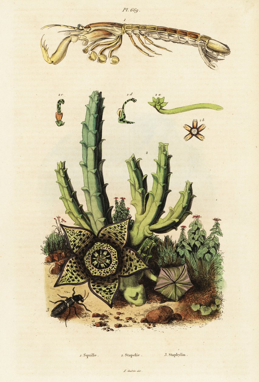 Mantis-katkarapu, tähtikukka ja kovakuoriainen., 1834-1839 (kaiverrus) tekijältä Unbekannter Künstler