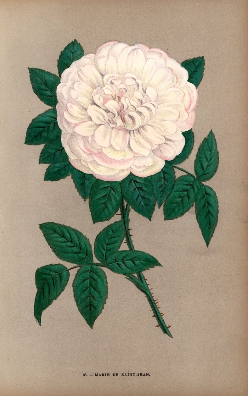 Marie de Saint-Jean -ruusu, Portlandin ruusun (Rosa portlandica) lajike, jonka Monsieur Damaizin kasvatti Lyonissa vuonna 1869. F. Grobon on piirtänyt ja litografoinut kromolitografian Hippolyte Jamainin ja Eugene Forneyn teoksesta "Les Roses", Pariisi, J. tekijältä Unbekannter Künstler