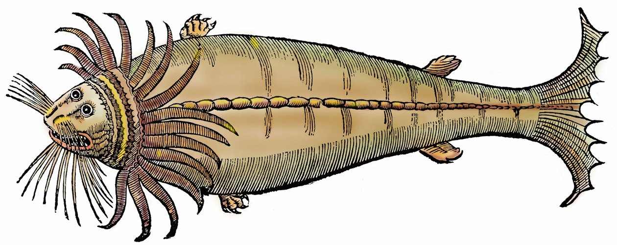 Merieläin, ksylografia otettu lähteestä "Paralipomena accuratissima historiae omnium animalium quae in voluminibus Aldrovandi desiderantur/Bartholomaeus Ambrosinus... summo labore collegit; Marcus Antonius Berna bibliopola bononiensis propriis sumptibus i" tekijältä Unbekannter Künstler