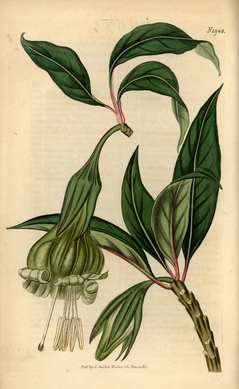 Markea viridiflora (Solandra viridiflora). Käsin väritetty kuparipiirros Samuel Curtisin kasvitieteellisestä aikakauslehdestä, Lontoo. tekijältä Unbekannter Künstler