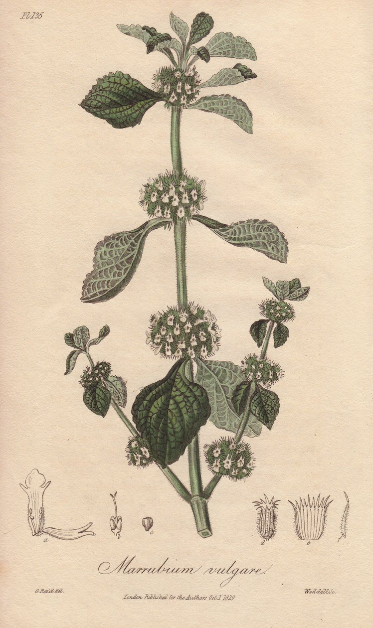 Marrubium vulgare (Marrubium vulgare) - William Clarken vahva vesi kuvittaa John Stephensonin ja James Morss Churchillin "Medical Botanical, Description of the Medicinal Plants of London, Edinburgh and Dublin" -teosta, jonka John Churchil julkaisi Lontooss tekijältä Unbekannter Künstler