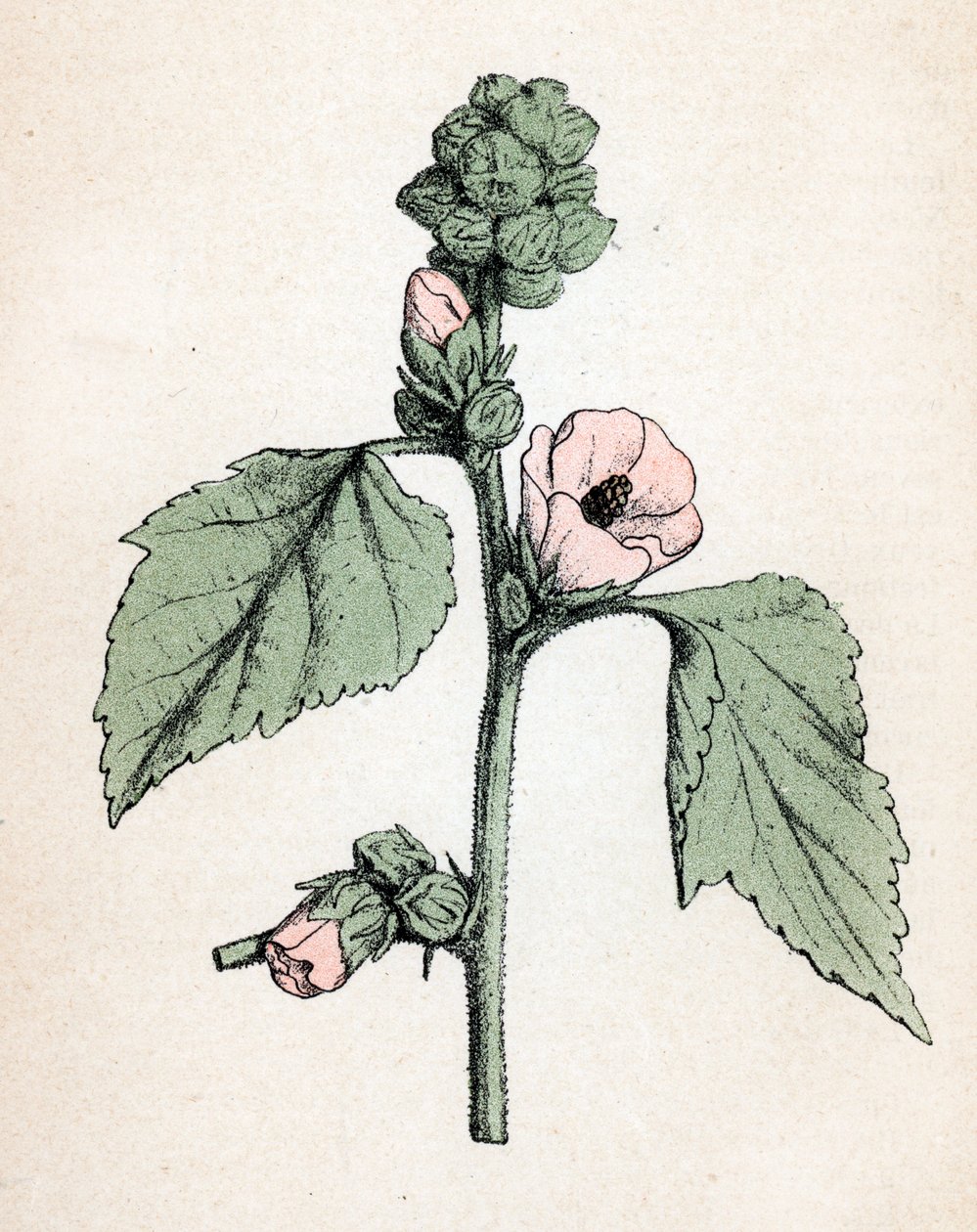 Marshmallow officinale (Althaea officinalis) (Valkoinen malva) Kasvitieteellinen kilpi Paul Hariot