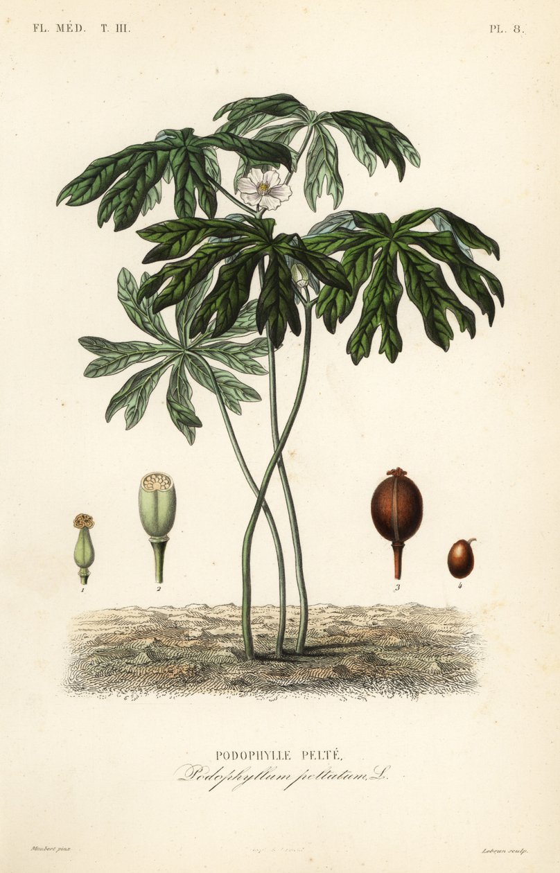 Mayapple tai amerikkalainen mandrake, Podophyllum peltatum, Podophylle pelte tekijältä Unbekannt