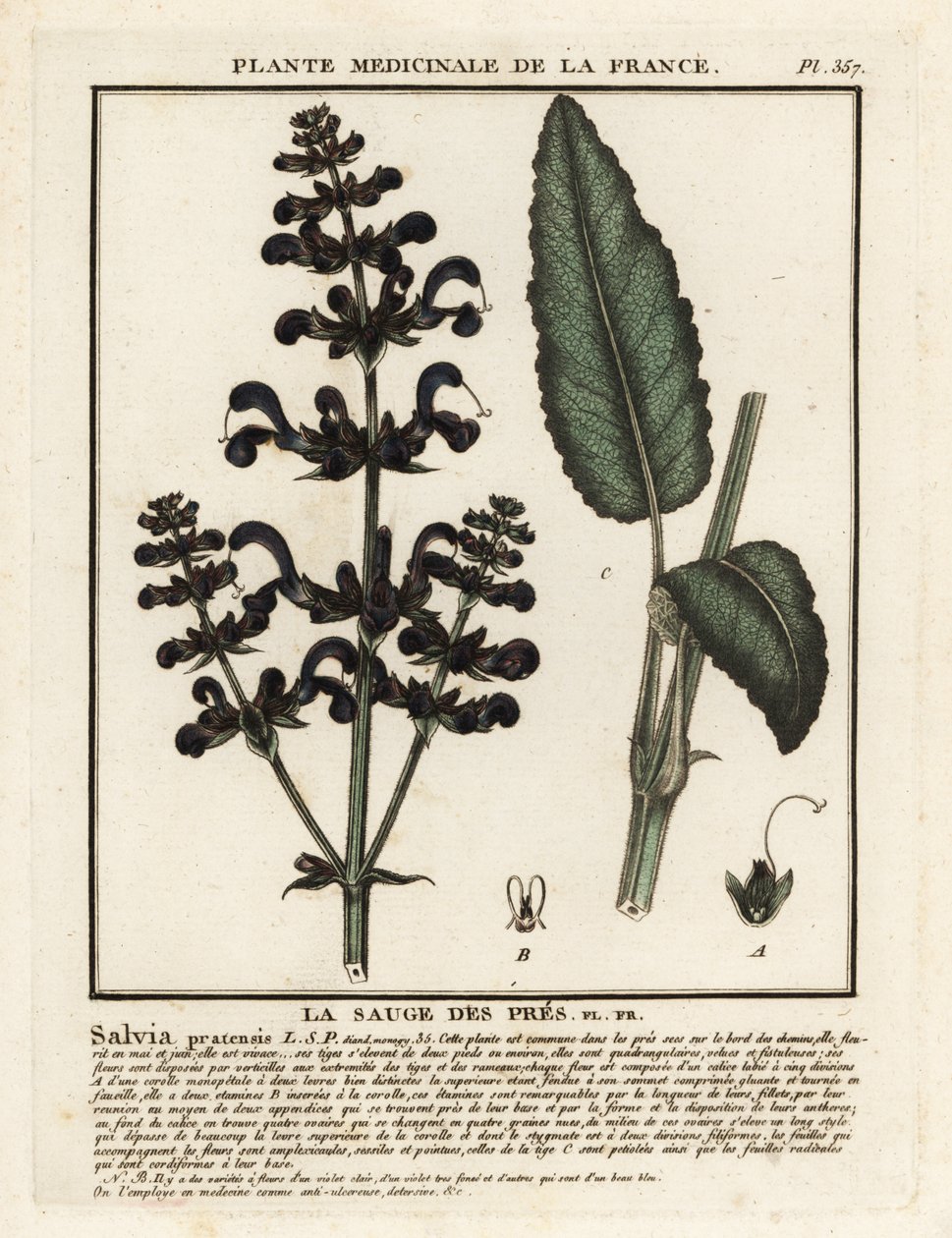 Niittysarve, Salvia pratensis. tekijältä Unbekannter Künstler
