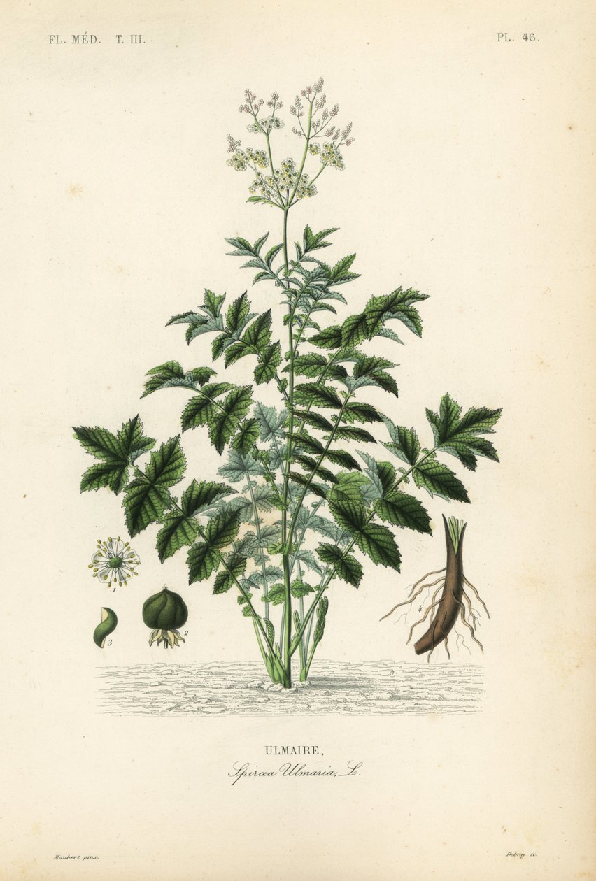 nurmenkurkku tai simavierre, Filipendula ulmaria, Spiraea ulmaria, Ulmaire tekijältä Unbekannt