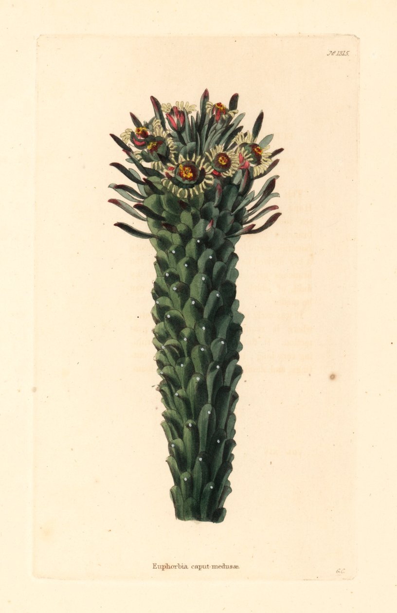 Meduusan pää, Euphorbia caput-medusae. George Cooken käsin värjätty kuparikaiverrus Conrad Loddigesin kasvitieteellisestä kabinetista, Hackney. tekijältä Unbekannter Künstler