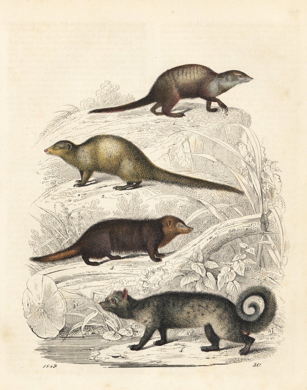 Meerkatti, Suricata suricatta 1, Intian harmaa mangusti, Herpestes edwardsii 2, kussimaneetti, Crossarchus obscurus 3, ja aasialainen palmusivetti, Paradoxurus hermaphroditus 4. Käsinväritetty litografia Carl Hoffmannin teoksesta Maailman kirja, Stuttgart. tekijältä Unbekannter Künstler