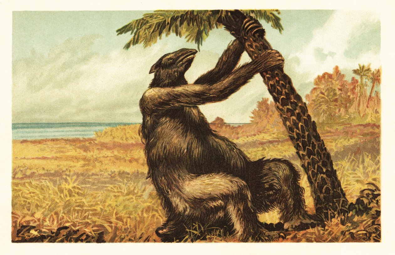 Megatherium americanum vetää palmua.1908 (litografia) tekijältä Unbekannter Künstler