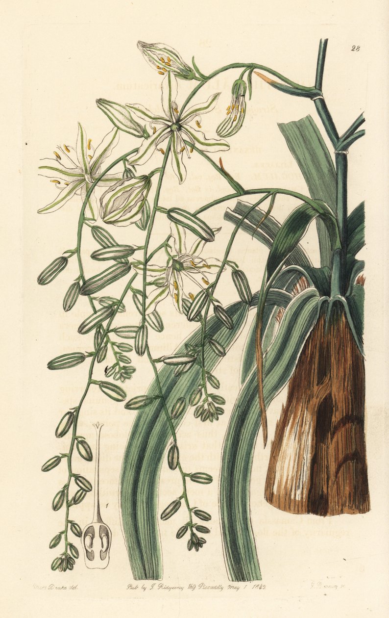 Meksikolainen saippuayrtti - aaltolehtinen saippuakasvi, Chlorogalum pomeridianum var. divaricatum (Straggling star of bethlehem, Ornithogalum divaricatum). George Barclayn käsin tekemä kuparikaiverrus Miss Sarah Draken kuvituksen mukaan Edwardsin teoksest tekijältä Unbekannter Künstler