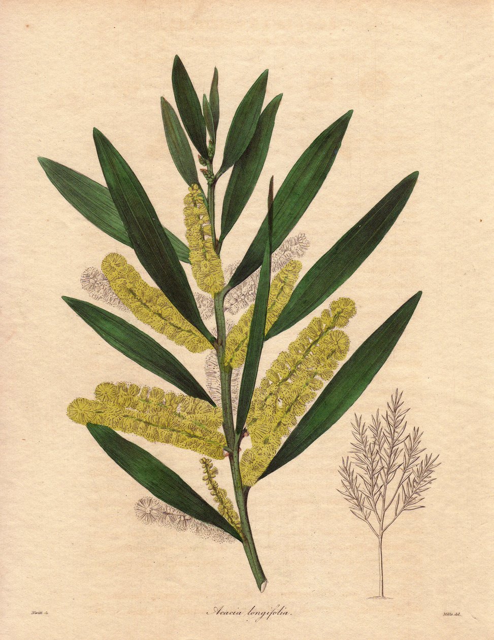 Mimosa-herne (Acacia longifolia), pensas, jonka lehdet ovat pysyvät, jopa 3-6 metriä korkea, kukinto on pitkä, sitruunankeltainen, hyvin tuoksuva. Kasvi on kotoisin Uudesta Hollannista (Australia), tuotu Isoon-Britanniaan vuonna 1792. Kuvitus: R tekijältä Unbekannter Künstler