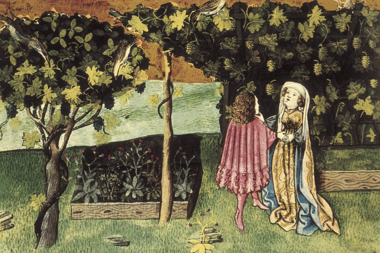Miniatyyri viinirypäleistä, vatsarasvaa vähentävästä ja laihduttavasta hedelmästä - IBN BUTLAN, Abu-l Hasan al-Mujtar (n. 1001 - 1066). Bagdadin nestoriankristitty lääkäri ja filosofi. Folio 83r. Kuvitus viinirypäleistä, hedelmistä, jotka alentavat vatsan  tekijältä Unbekannter Künstler
